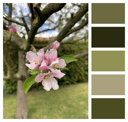 Apple Tree Bloom Blossom Image